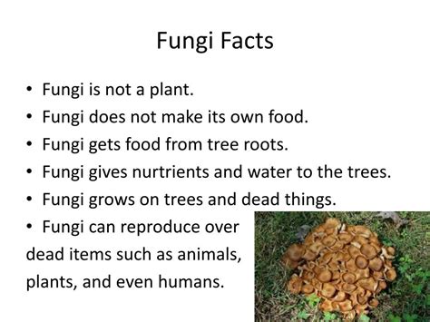 Ppt Fungi Powerpoint Presentation Free Download Id2170567