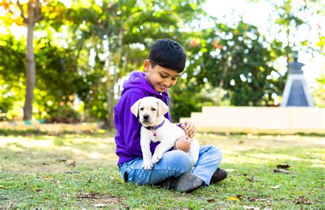 How To Take Care Of Pet Animals Tips And Tricks For Children