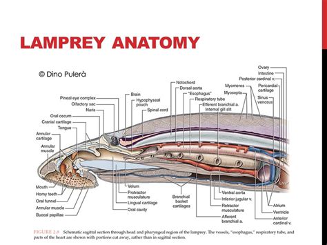 Lamprey Dissection Esophagus
