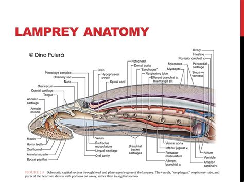 Lamprey Internal Anatomy Diagram