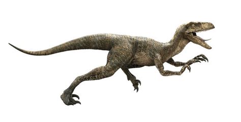 Velociraptor Facts Size Speed Habitat Fossils And Pictures