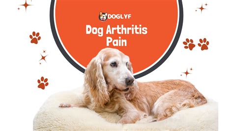 Holistic Relief To Dog Arthritis Pain 10 Natural Remedies Doglyf