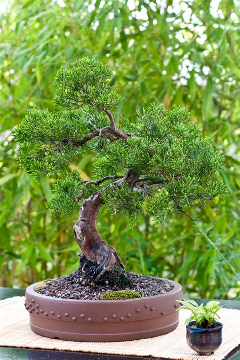 It is produced predominantly in westphalia, emsland, lippe, and the rhineland. Platz 9 - beliebtester Outdoor-Bonsai - Chinesischer ...