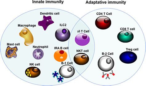 Adaptive T And B Cells Immunity And Control By Dendritic Cells In