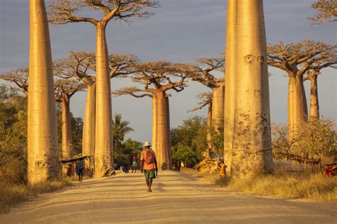 baobab | Description, Species, Distribution, & Importance | Britannica
