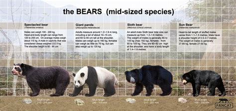 Bear Size Comparison Animal Corner