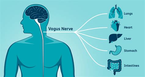 What Is The Vagus Nerve And Can We Stimulate It For Better Mental Health