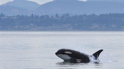 Is there animal gets eaten by orcas? Orcas