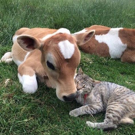 22 Absolutely Necessary Photos Of Animals Giving Each Other Hugs