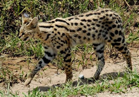 Animals Cat That Looks Like A Cheetah In Newsweekly
