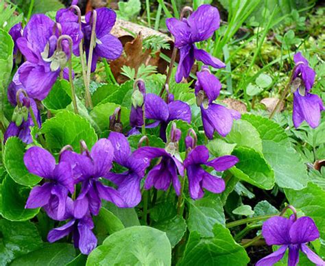 Hettys Herbs And Plants Sweet Violet Viola Odorata Hettys Herbs