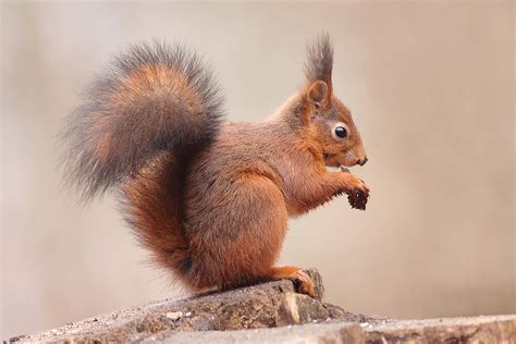 Wie meer info wilt over het bestuur en de al meer dan 10 jaar zijn vlinders het centrale thema voor natuurpunt pepingen.en niet zonder succes. Eekhoorn | Natuurpunt