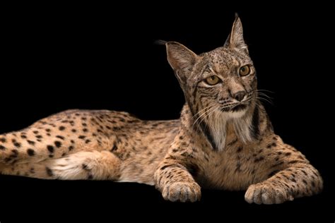 Iberian Lynx Rare Creatures Of The Photo Ark Official Site Pbs