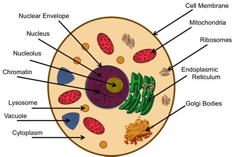 In the labeled animal cell diagram, it is nearly circular in shape and lacks outer cell wall; teaching about cells and functions of organelles (With ...