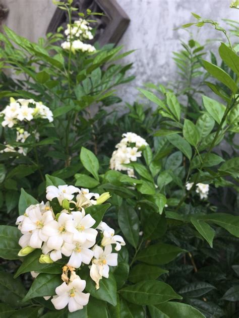 Design A Life Or Make A Living — Blooming With Sweet Smelling White
