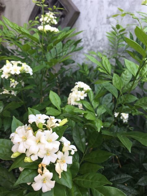 Jun 05, 2019 · sweet smelling lilacs are popular shrubs in gardens due to their heavenly aroma and growing ease. Design a Life or Make a living — Blooming with sweet ...