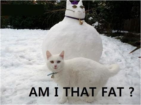 620 x 538 jpeg 61 кб. fat cat pictures and jokes / funny pictures & best jokes ...