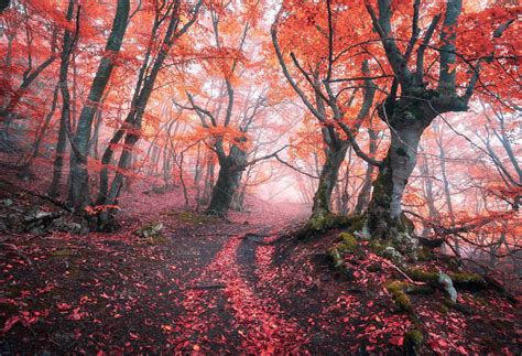 Magic Forest In Fog In Autumn By Den Belitsky On Creativemarket Autumn