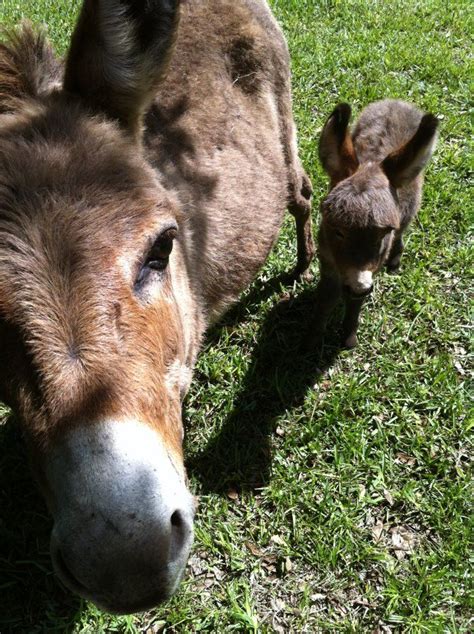 Baby Donkey Baby Donkey Animals Beautiful Baby Animals