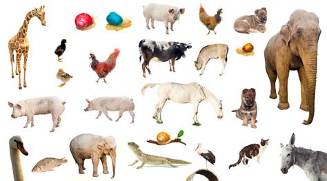 Set Of Farm Wild And Domestic Animals Stock Photo Download Image Now
