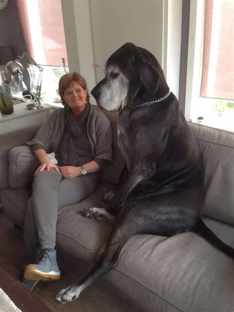 People Are Posting Hilarious Photos Of Their Great Danes And Its