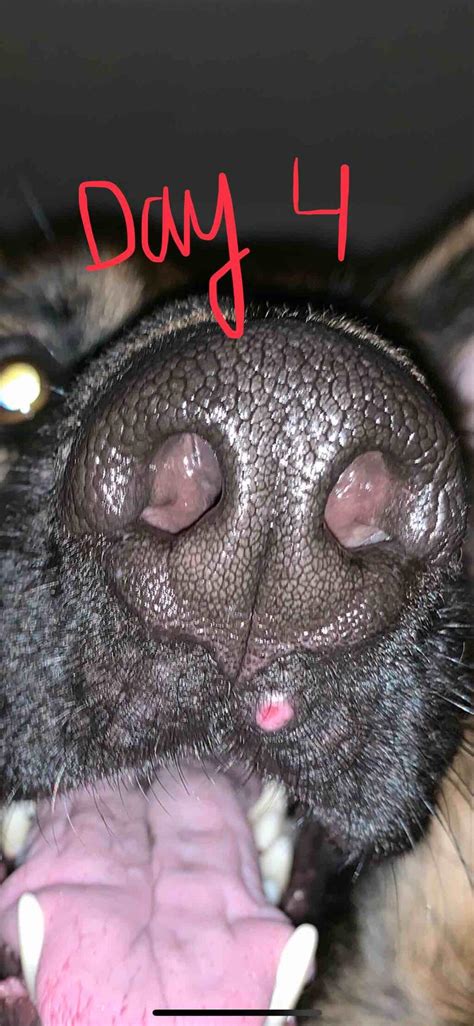 This Spot Appeared Above My Dogs Mouth 4 Days Ago And Doesnt Seem To