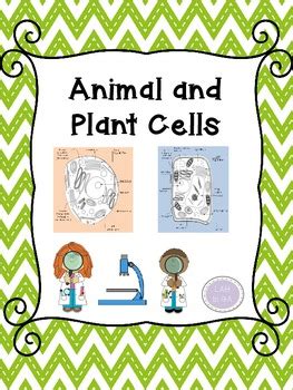 In higher plant cells, that polysaccharide is usually cellulose. Animal and Plant Cells by LAH in GA | Teachers Pay Teachers