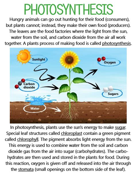 Photosynthesis ~ Anchor Chart Jungle Academy Science Tricks Diy