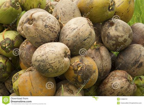 Climate change has resulted in heavy, repeated and long periods of rain, which initially lead to an increased coconut harvest in the rainy season, that then results as a surplus. Coconut Harvest Stock Photo - Image: 51886791