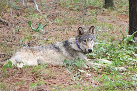 Endangered Gray Wolf Arrives In San Benito County