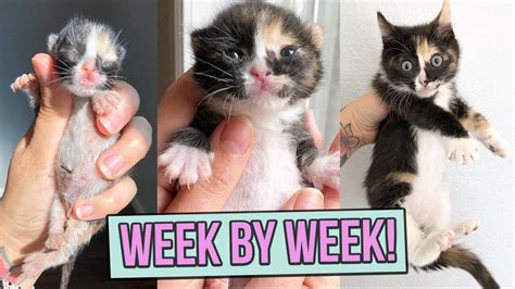 When Do Baby Cats Open Their Eyes?