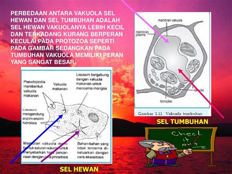 Gambar Sel Tumbuhan Lengkap Fungsi Vakuola Pada Sel Tumbuhan