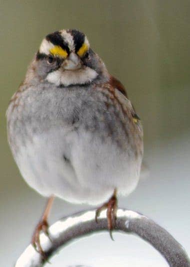 Consult our bird identification guide to id mystery birds in the backyard and beyond. Join the Great Backyard Bird Count; help count and ...