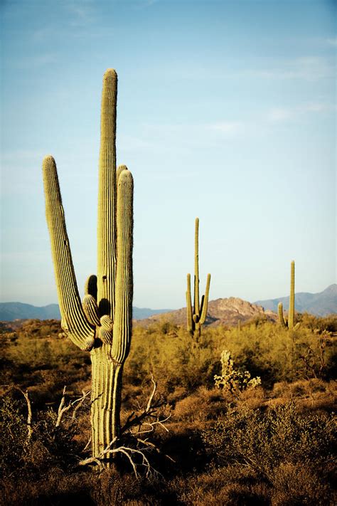 Nouvelle Collection Desert Images With Cactus 209914 Desert Sunrise