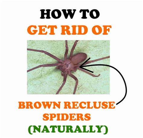 Do Brown Recluse Spiders Live In Attics Image Balcony And Attic