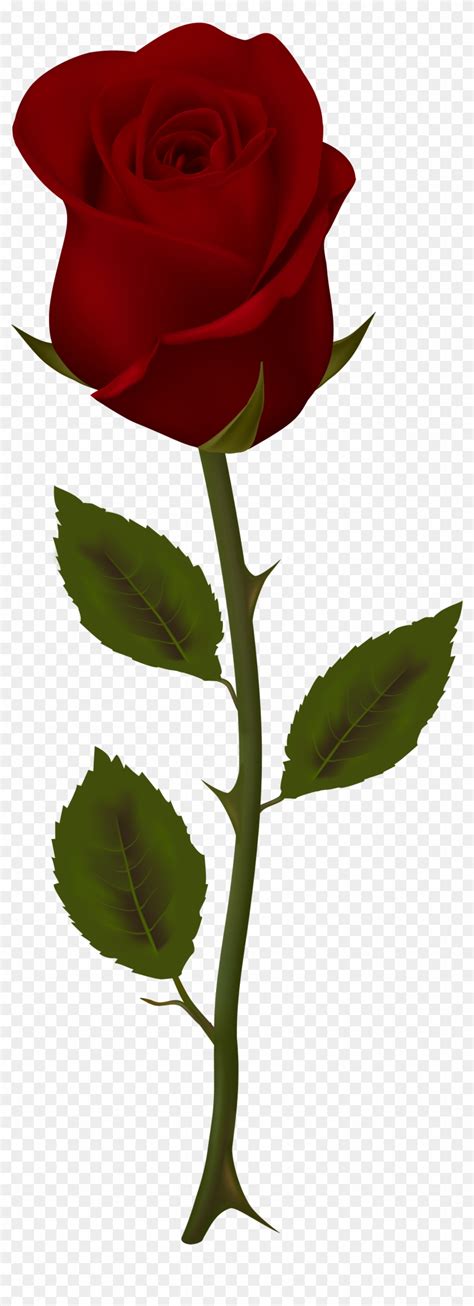 Dark Red Rose Transparent Png Clip Art Red Rose Transparent Free