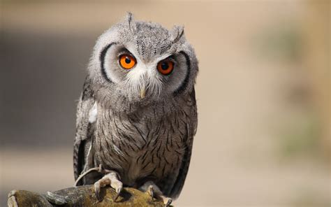 Owl Animals Birds Wallpapers Hd Desktop And Mobile
