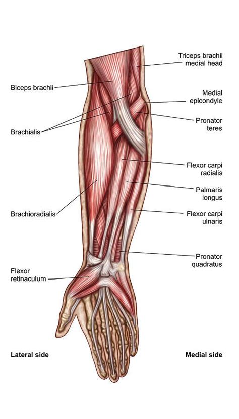 Anatomy Of Human Forearm Muscles Superficial Anterior View By