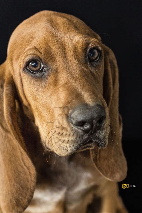 Purebred By Jhota Laverde 500px Redbone Coonhound Dogs Pet Dogs