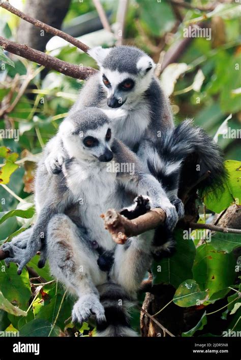 Ring Tailed Lemur Lemur Catta Is A Large Strepsirrhine Primate And