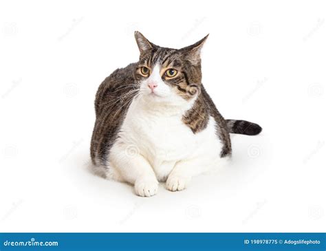 Overweight Tabby And White Cat Lying Down Stock Image Image Of