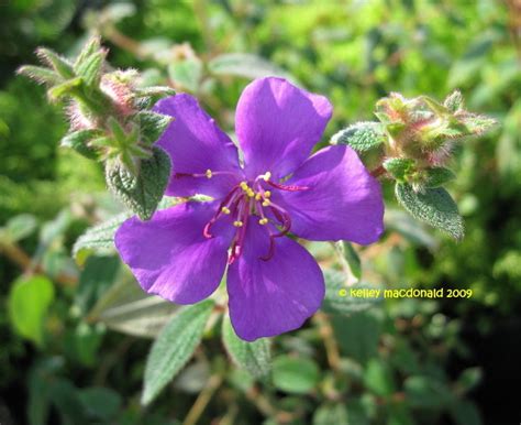 Luluskill Purple Flowering Bush Identification 18 Beautiful Spring