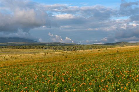 Flowers Meadow Mountains Sky Stock Image Image Of Rural Blue 56196265