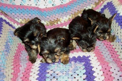Akc Adorable Yorkie Puppies 10 Weeks Old For Sale In Mooreland Indiana