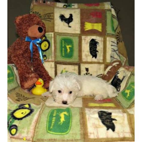 Maltipoos are a hybrid between a maltese and toy poodle. 3 adorable Maltipoo puppies for sale in Jacksonville ...