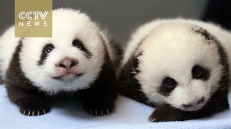 Twin Panda Cubs Born At Zoo Atlanta Youtube