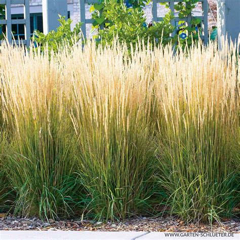 We did not find results for: Garten-Reitgras 'Karl Foerster' Calamagrostis x acutiflora ...