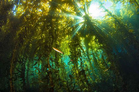 Stunning Underwater Plants And Sea Life On The Ocean Floor