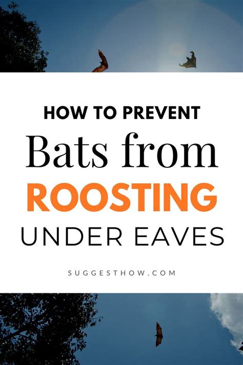 Extensive line of professional control products. How To Keep Bats From Roosting Under Eaves | Getting rid ...