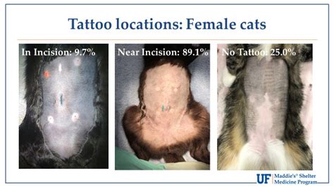 Do All Vets Give Dogs Tattoos After Spay Dupree Bilted